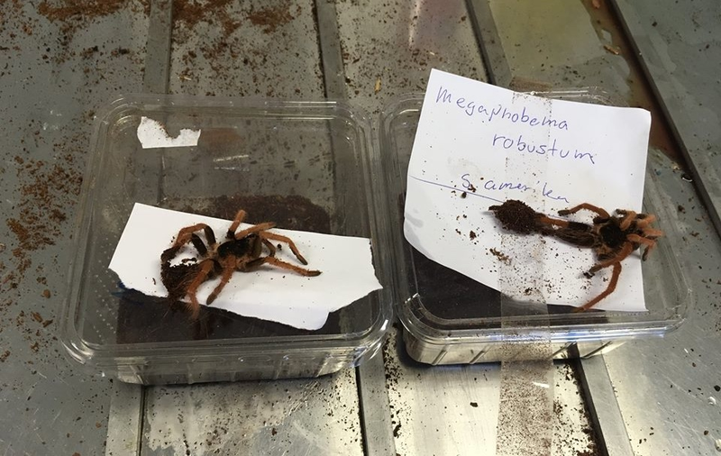 Spiders that have been euthanized after being shipped from Northern Europe and arriving in Australia in mid-March (Australian Department of Agriculture and Water Resources)